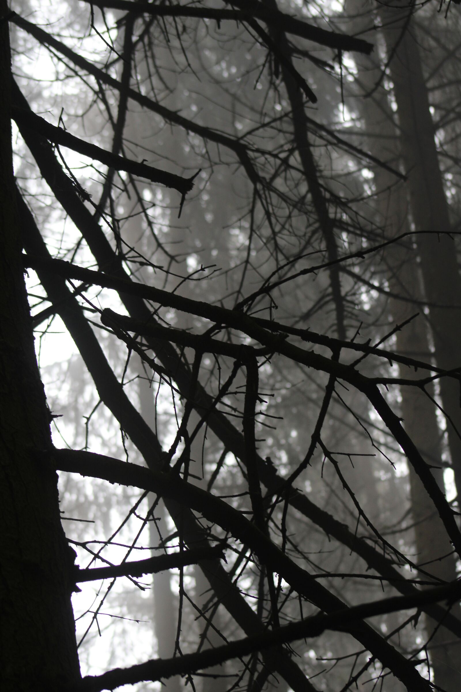 Canon EOS 2000D (EOS Rebel T7 / EOS Kiss X90 / EOS 1500D) sample photo. Branch, forest, fog photography