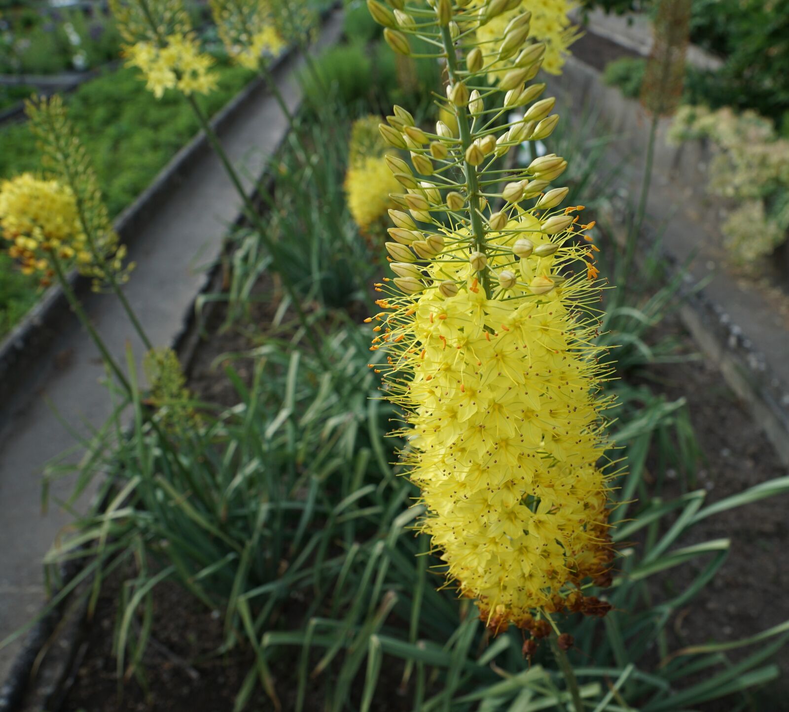Sony ILCA-77M2 + Sony DT 16-50mm F2.8 SSM sample photo. Flowers, yellow, garden photography