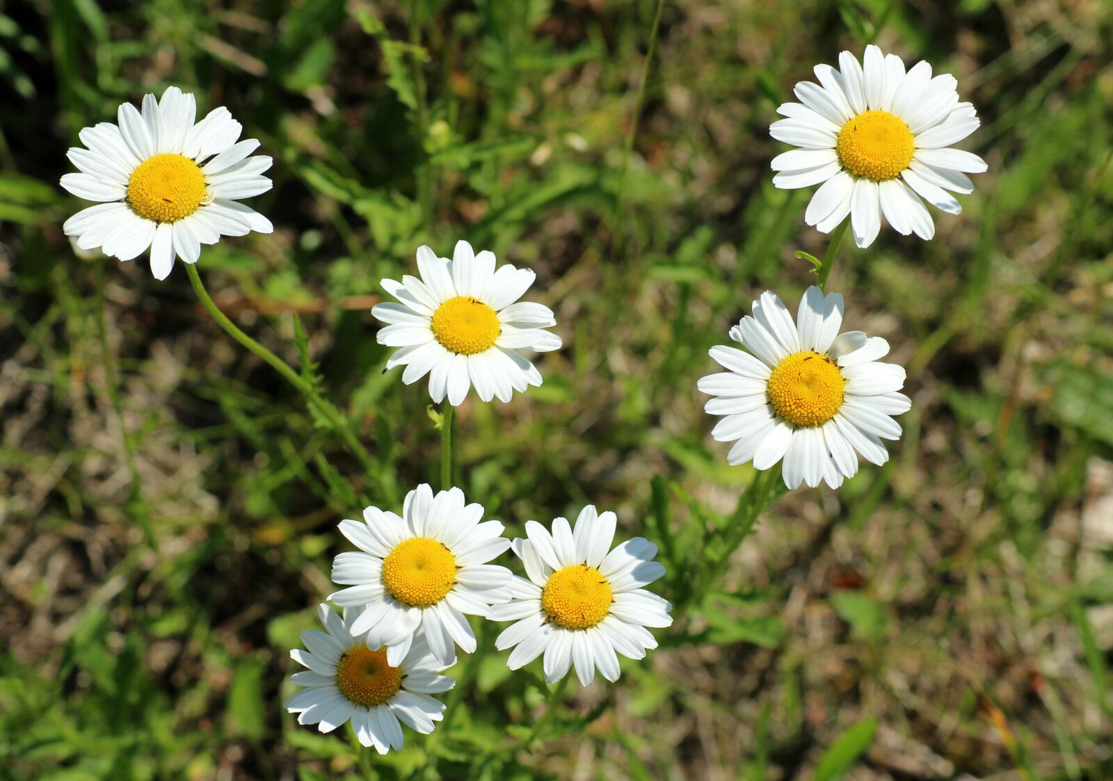 Canon EOS 1200D (EOS Rebel T5 / EOS Kiss X70 / EOS Hi) sample photo. Margaretki, daisies, flower photography