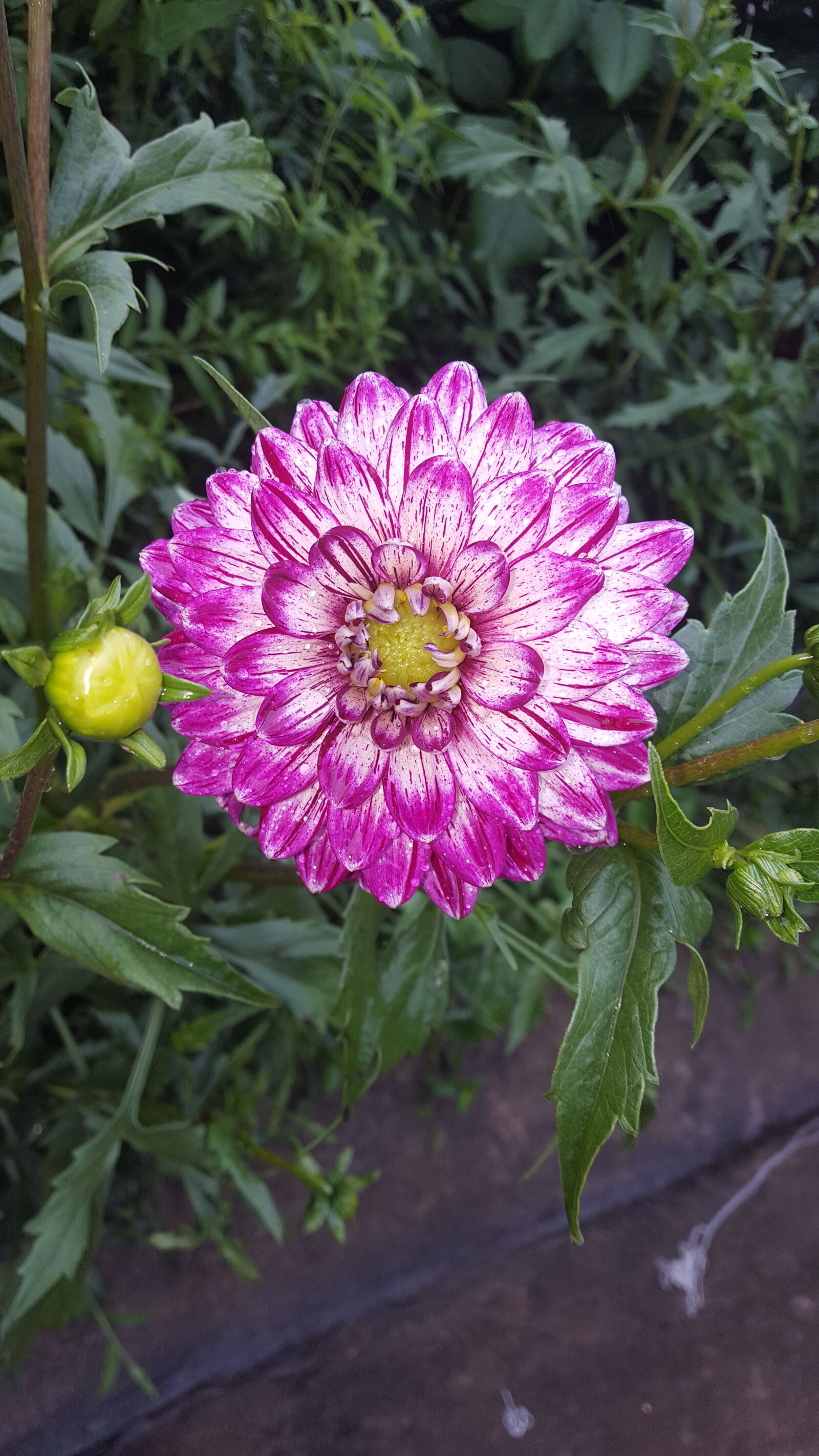 Samsung GALAXY S6 edge sample photo