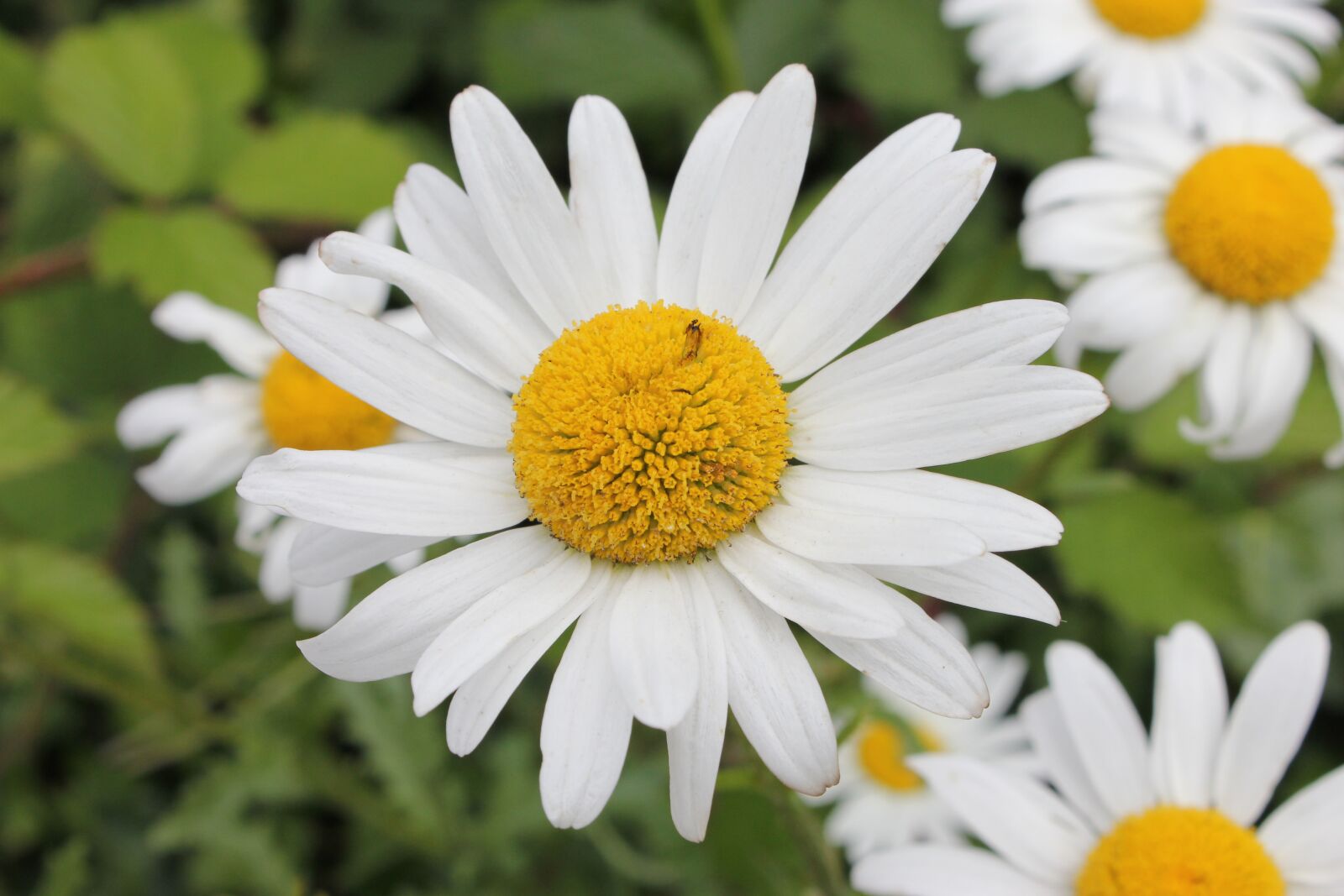 Canon EOS 550D (EOS Rebel T2i / EOS Kiss X4) sample photo. White daisy, flower, daisy photography