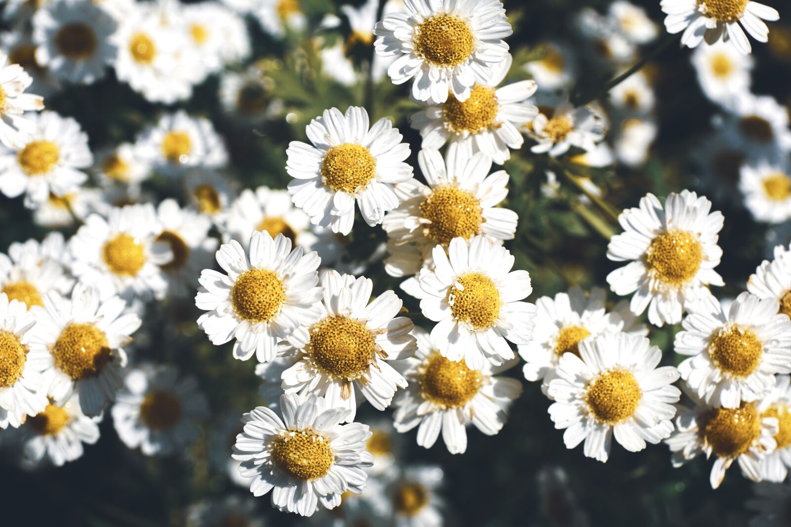 Sony DT 18-135mm F3.5-5.6 SAM sample photo. Blossom, bloom, feverfew photography