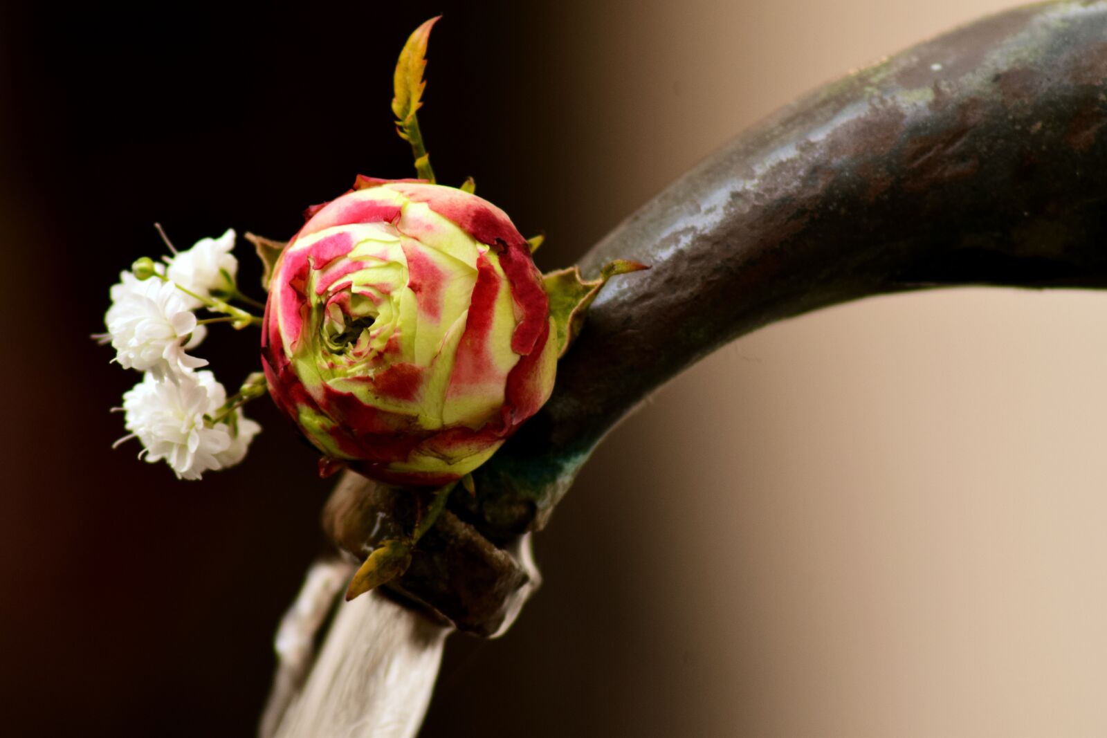 Nikon D3300 sample photo. Flower, rose, blossom photography