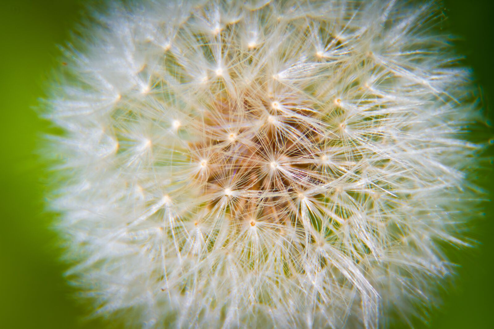 Canon EF-S 18-135mm F3.5-5.6 IS sample photo. Summer, dandelion, field photography