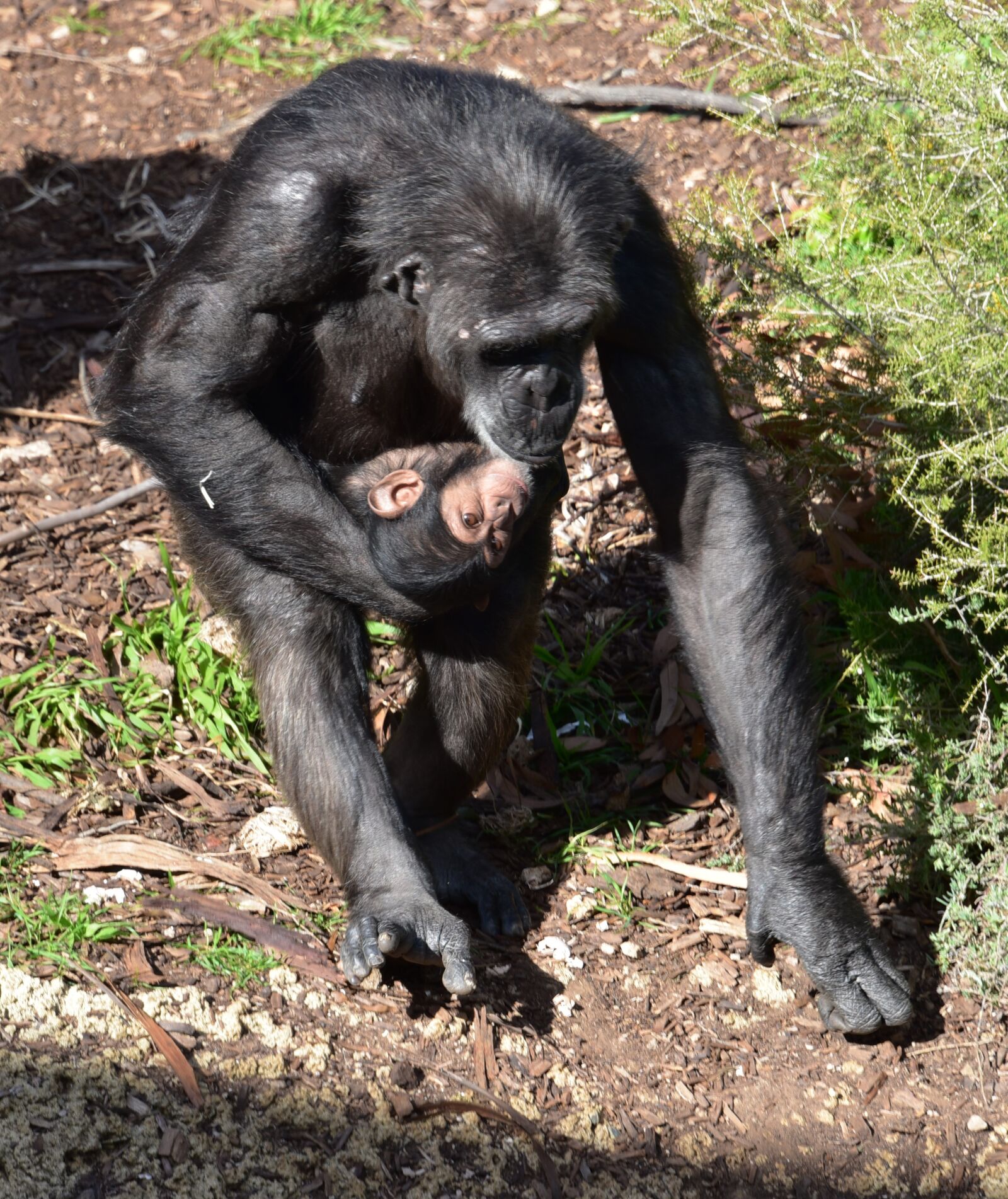 Nikon D750 sample photo. Chimpanzee, baby, mammal photography