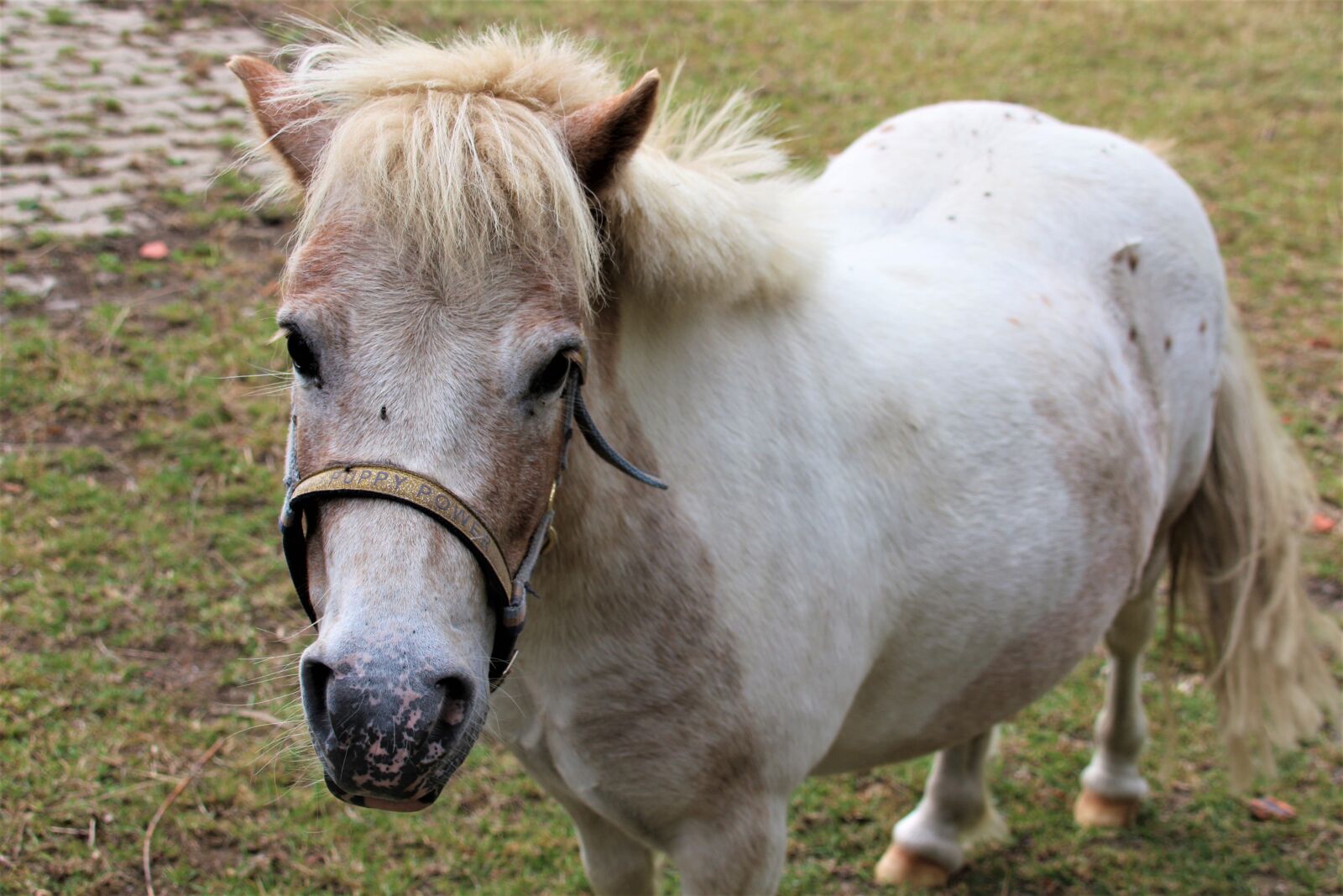 Canon EOS 700D (EOS Rebel T5i / EOS Kiss X7i) sample photo. Pony, animal, mammal photography