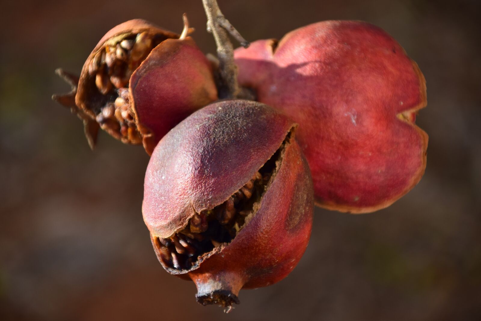 Nikon D3300 sample photo. Pomegranate, old, dry photography