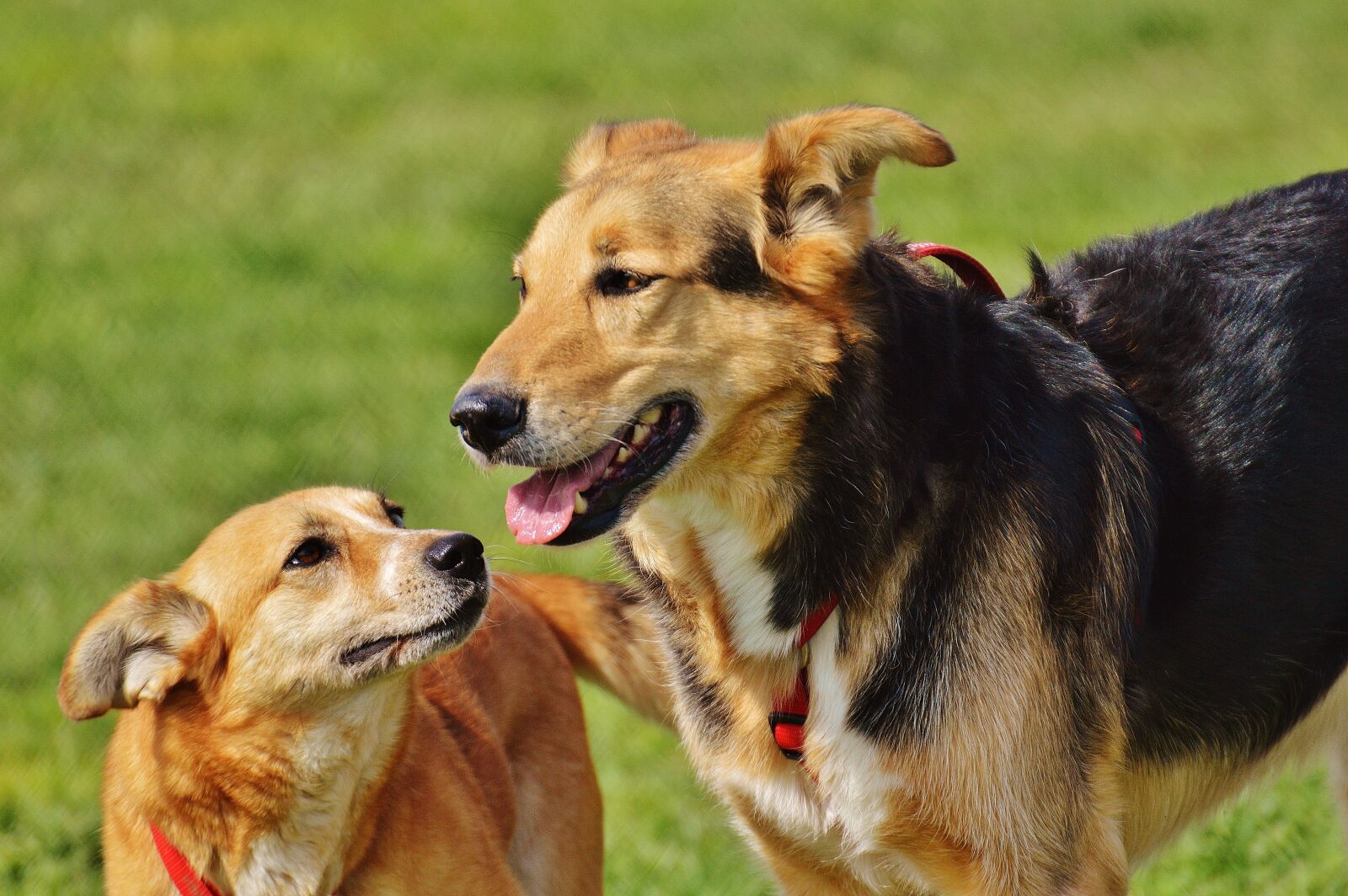 Nikon D3200 sample photo. Dogs, fur, animal photography