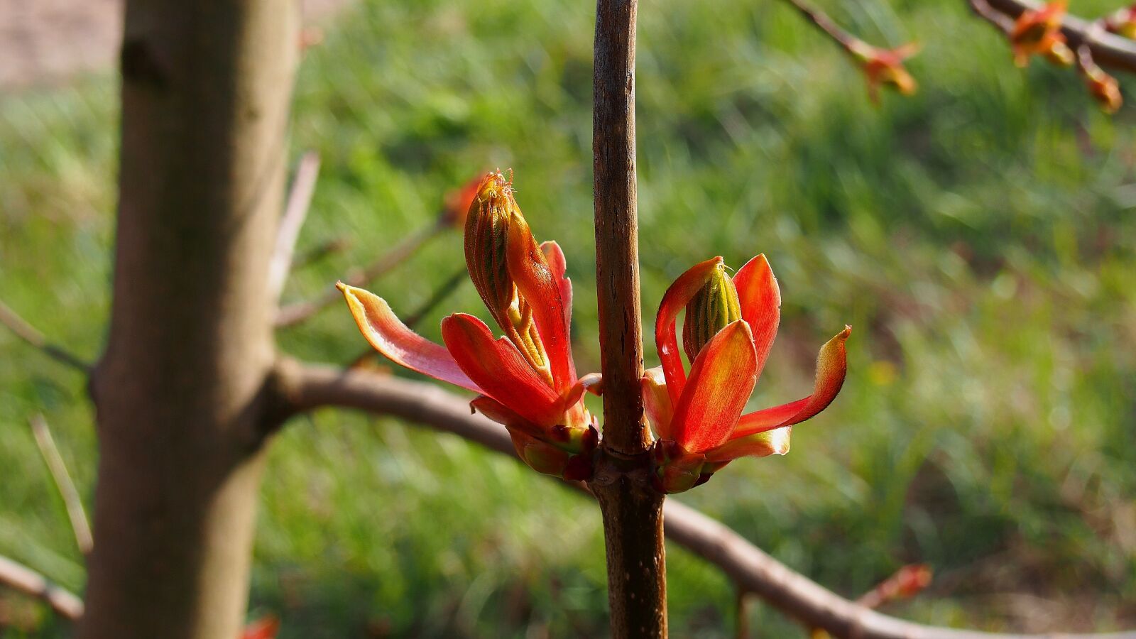 Olympus PEN E-PL6 sample photo. Bud, clone, spring photography