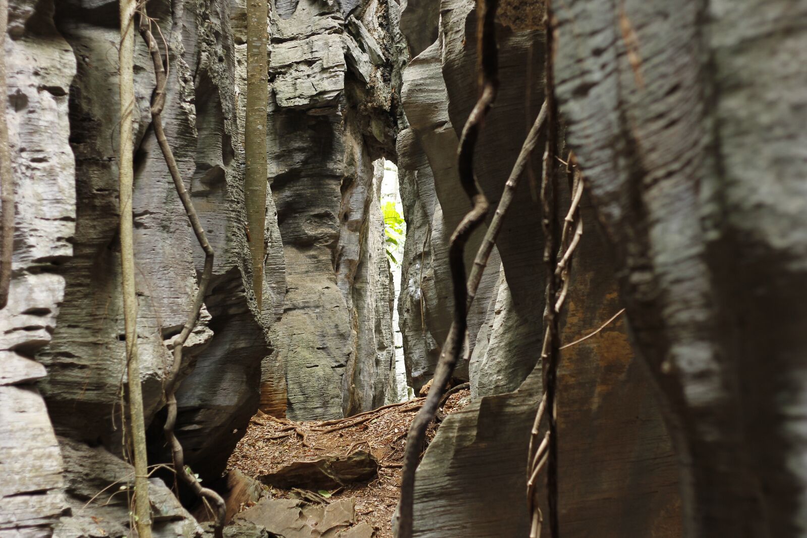 Canon EOS 60D + Canon EF 50mm F1.8 II sample photo. Lapa your ant o photography