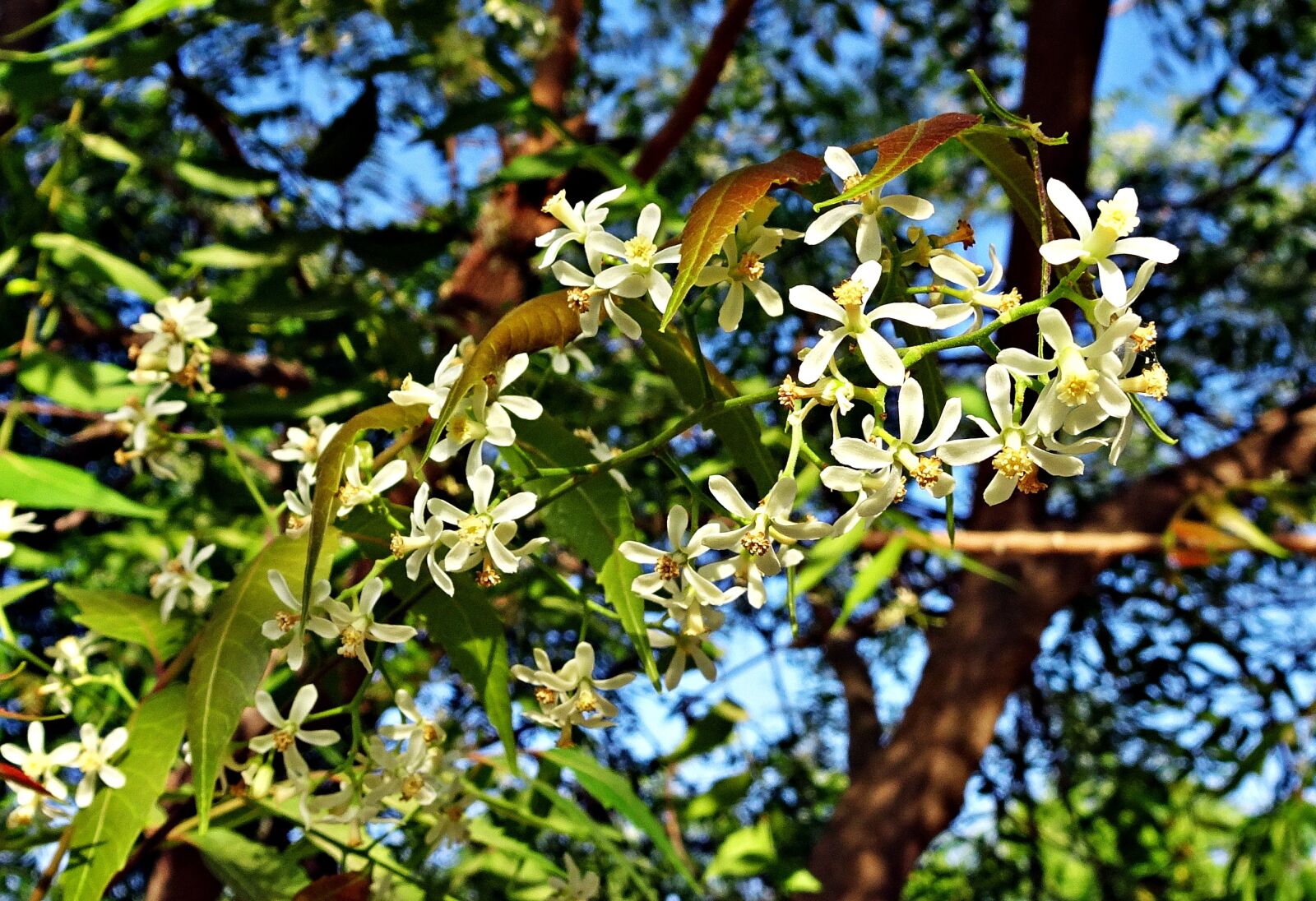 Sony Cyber-shot DSC-HX90V sample photo. Flower, neem, azadirachta indica photography