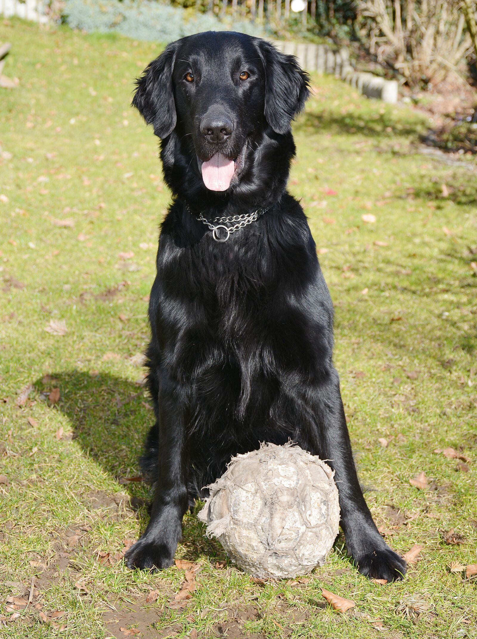 Nikon D7100 sample photo. Dog, flat, black photography