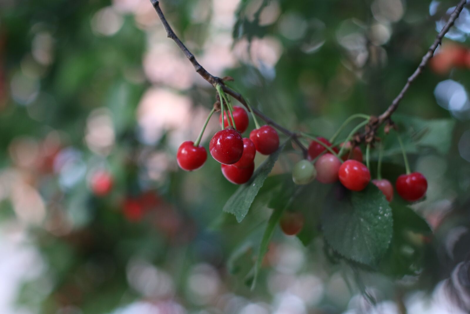 Canon EF 50mm F1.4 USM sample photo. Cherries, tree, summer photography