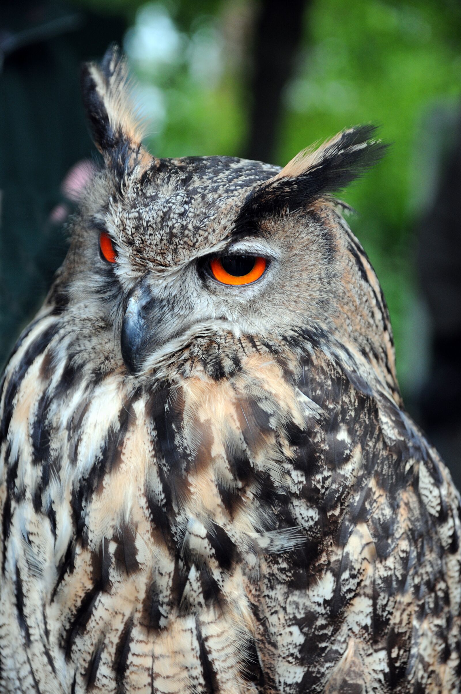 Nikon D300 sample photo. Eagle owl, raptors, owls photography