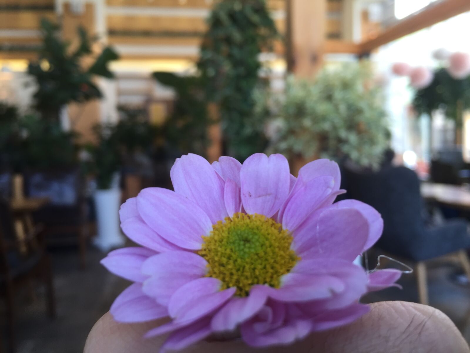 iPhone 6 Plus back camera 4.15mm f/2.2 sample photo. Close, up, of, pink photography