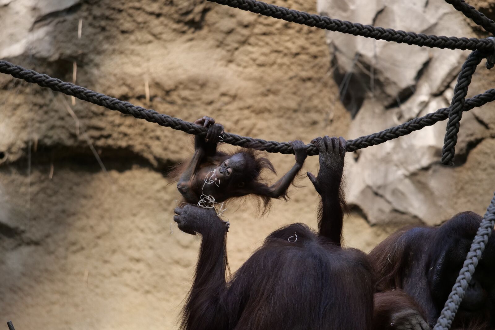Panasonic Lumix DC-G9 sample photo. Mammals, orang-utan, ape photography