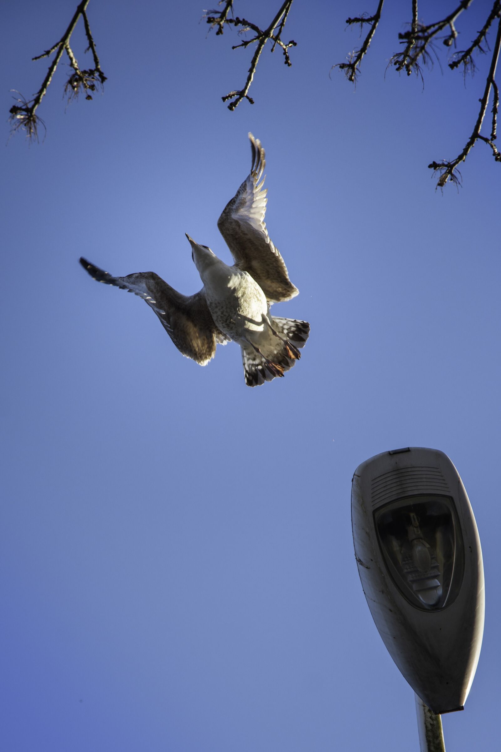 Nikon D7200 sample photo. Bird, blue sky, flying photography