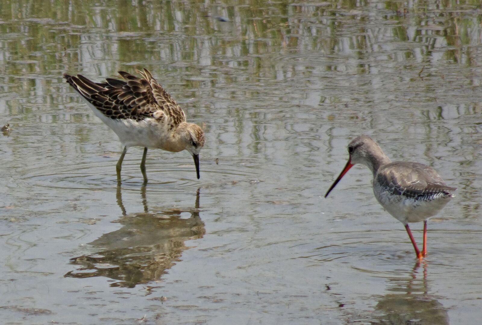 Sony Cyber-shot DSC-HX90V sample photo. Bird, ruff, calidris pugnax photography