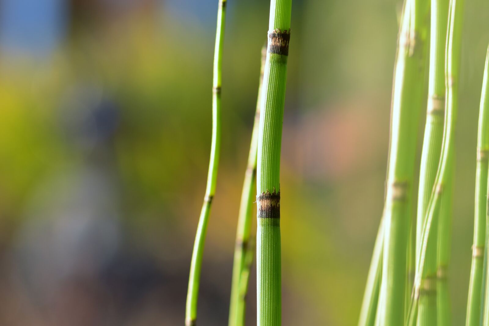 Nikon D5500 sample photo. Pond plant, plant, nature photography