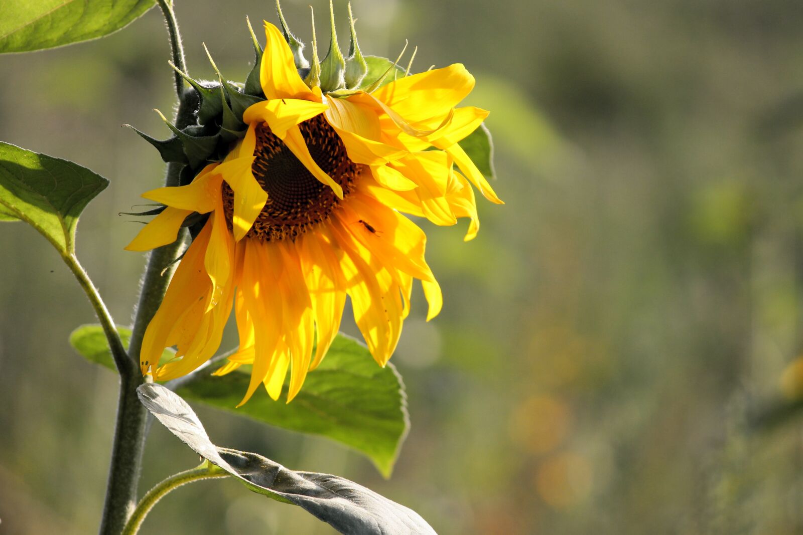 Canon EOS 1100D (EOS Rebel T3 / EOS Kiss X50) sample photo. Sunflower, blossom, bloom photography