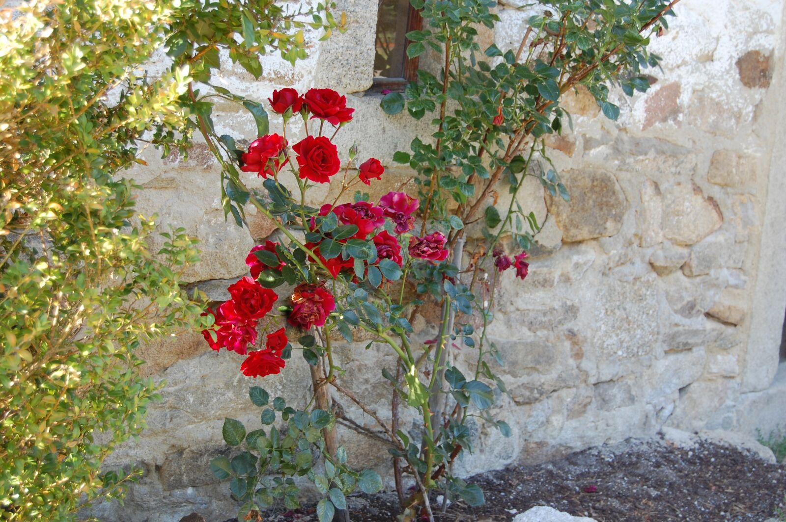 Nikon D40 sample photo. Rose, red, wall photography