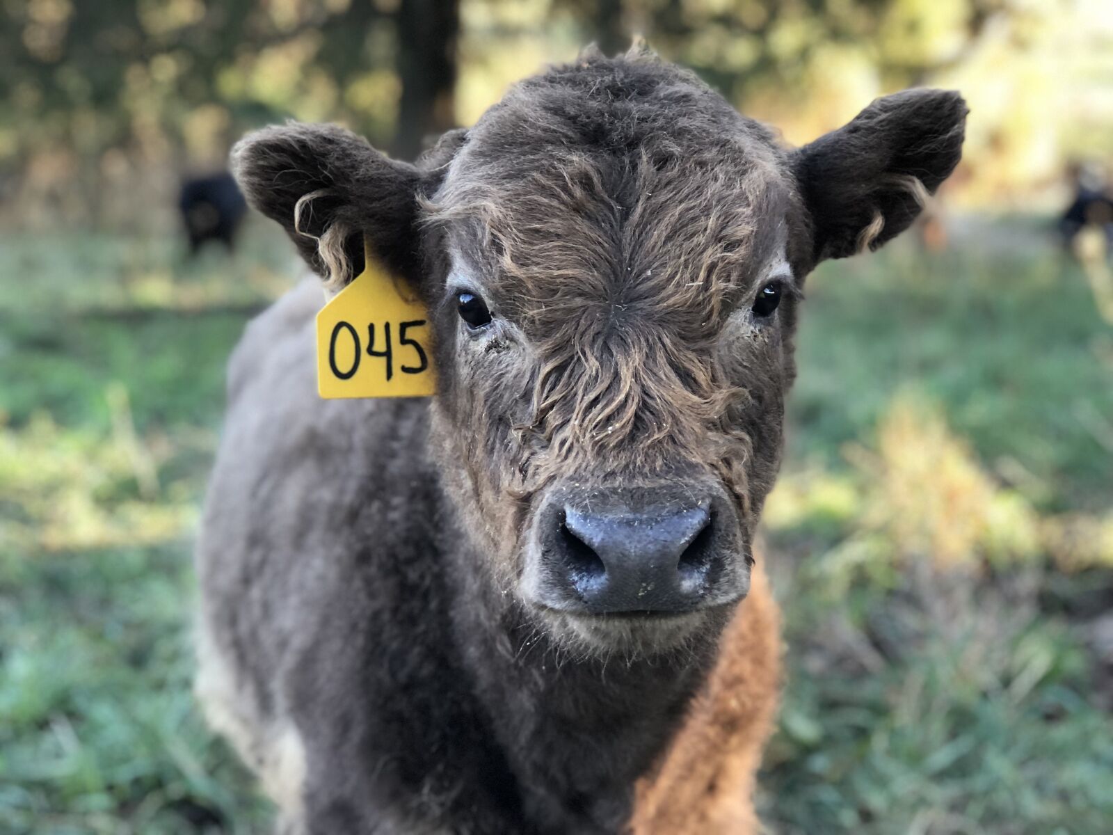 iPhone 8 Plus back dual camera 6.6mm f/2.8 sample photo. Highland cattle, scottish cattle photography