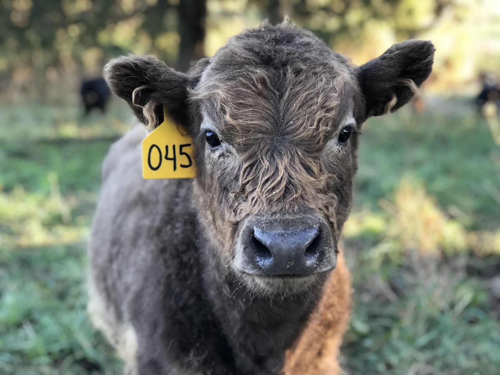 Apple iPhone 8 Plus sample photo. Highland cattle, scottish cattle photography