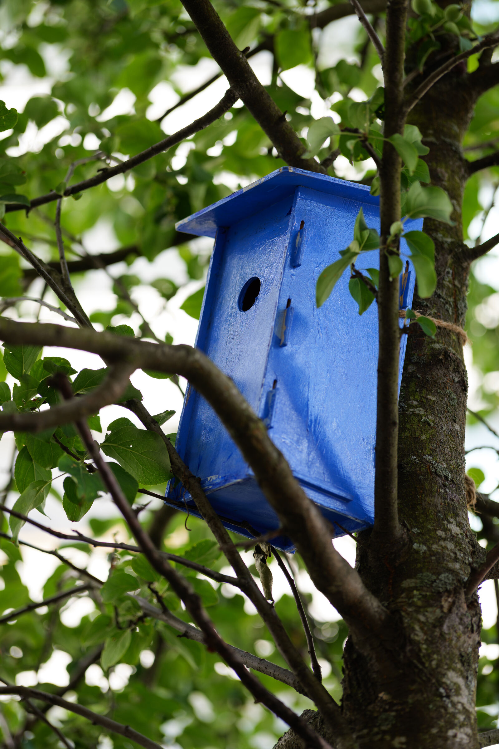 Panasonic Lumix DC-S5 II sample photo. Blue birdhouse tree photography