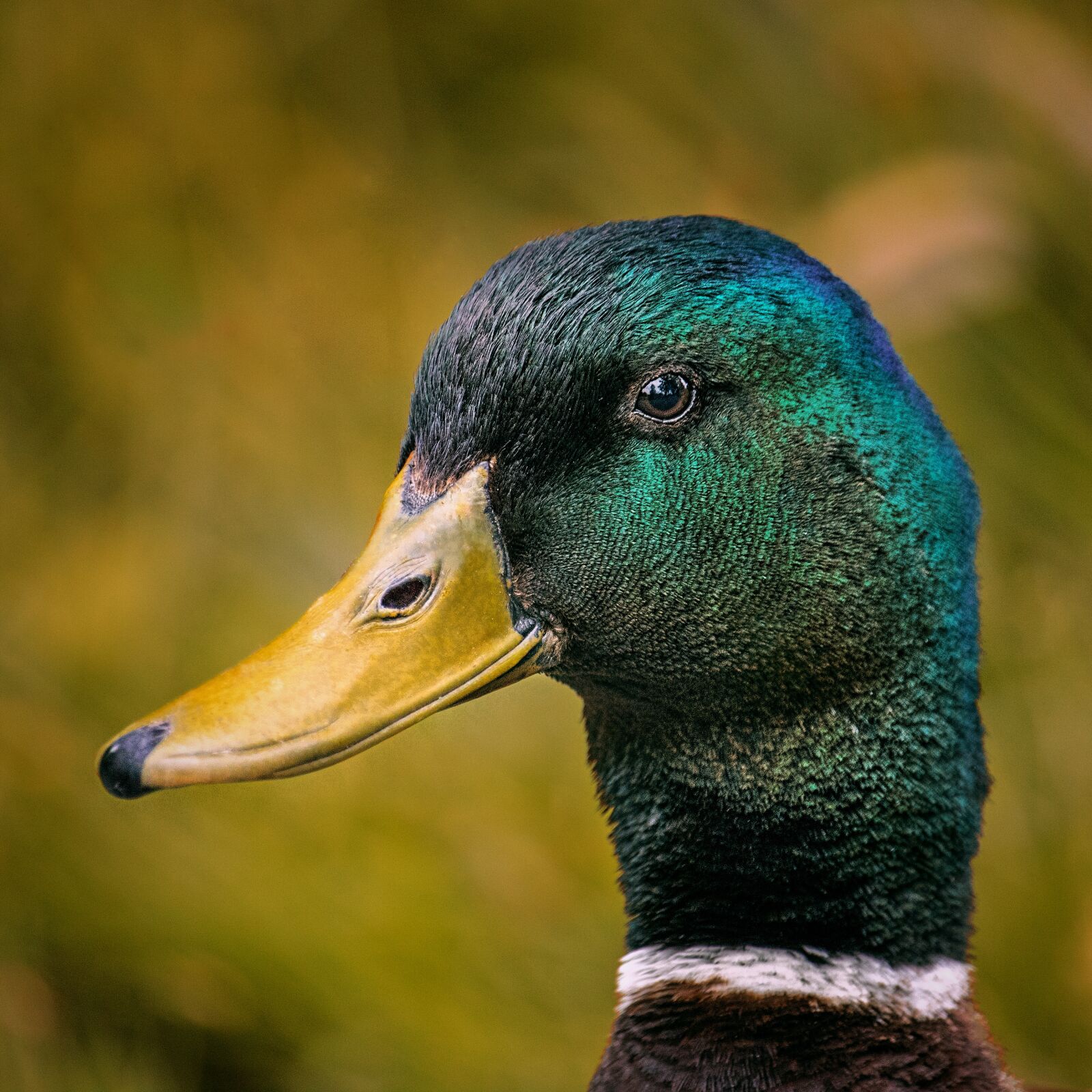 Canon EF-S 55-250mm F4-5.6 IS STM sample photo. Duck, portrait, drake photography