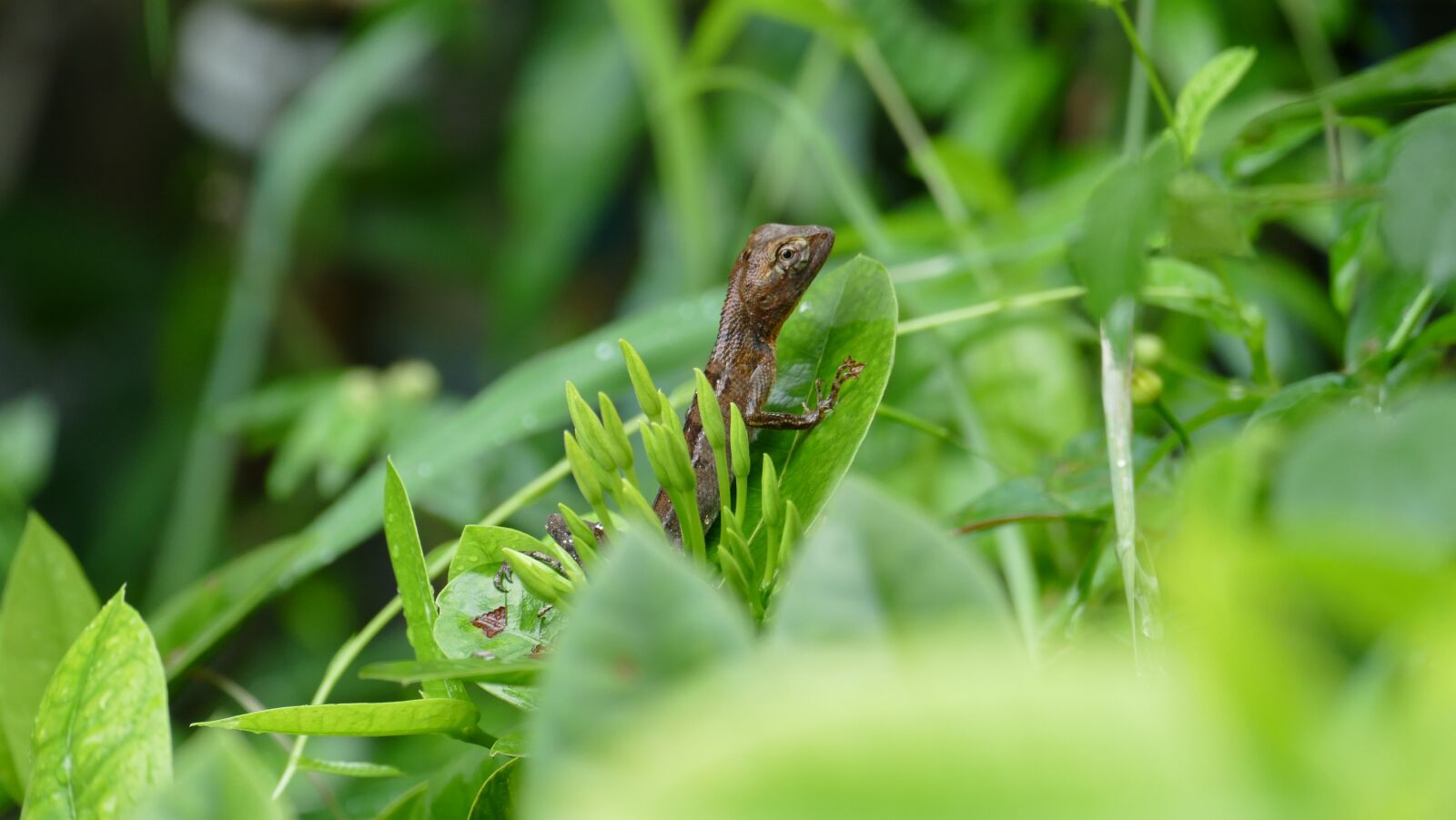 Leica V-Lux (Typ 114) sample photo. Lizard, green, reptile photography