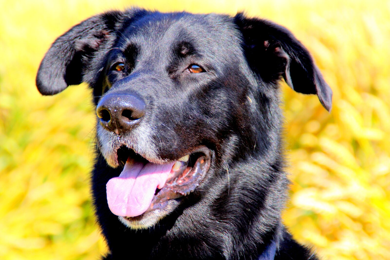 Canon EOS 40D sample photo. Dog, portrait, animals photography