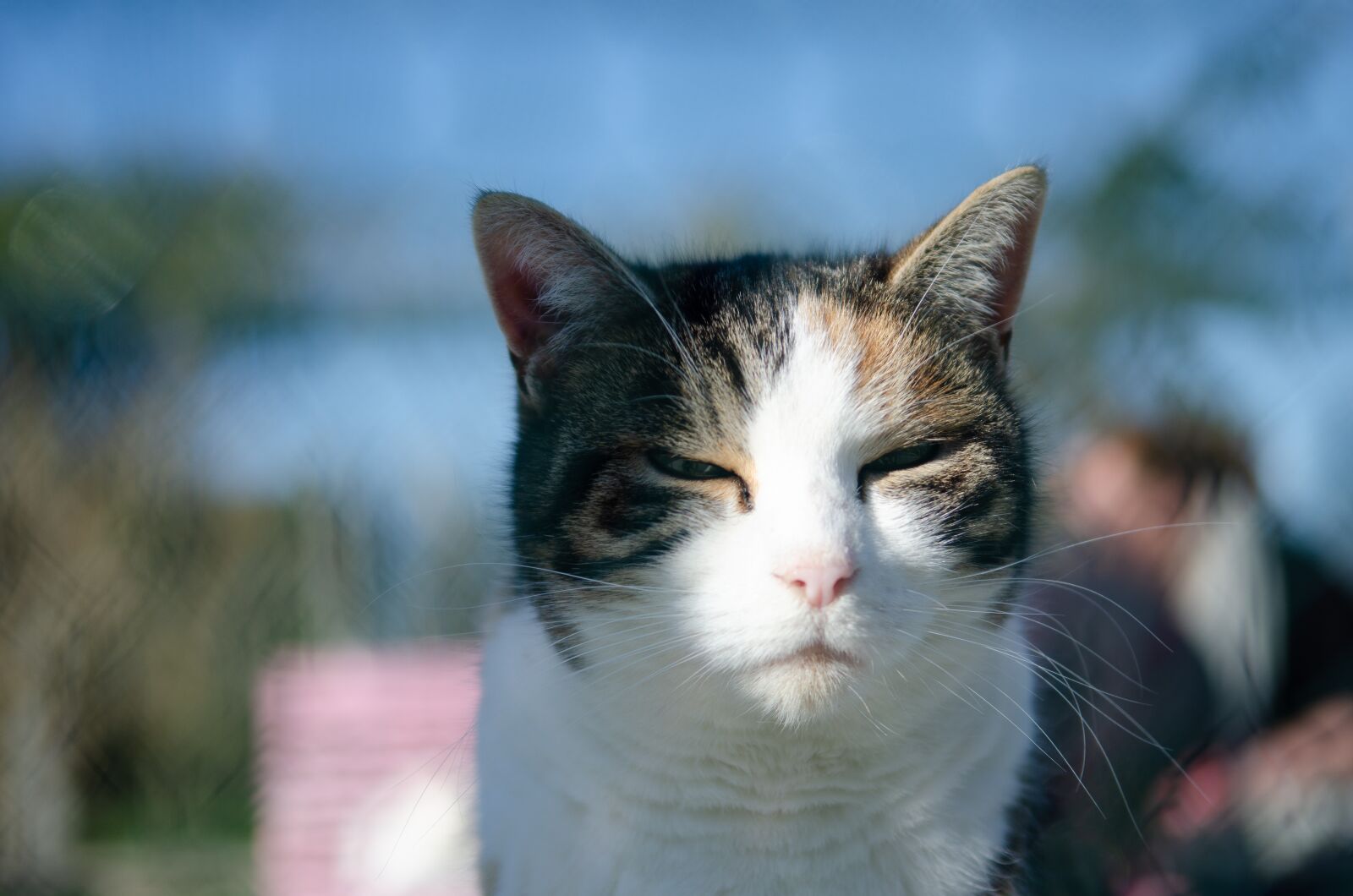 Nikon D7000 sample photo. Cat, portrait, feline photography