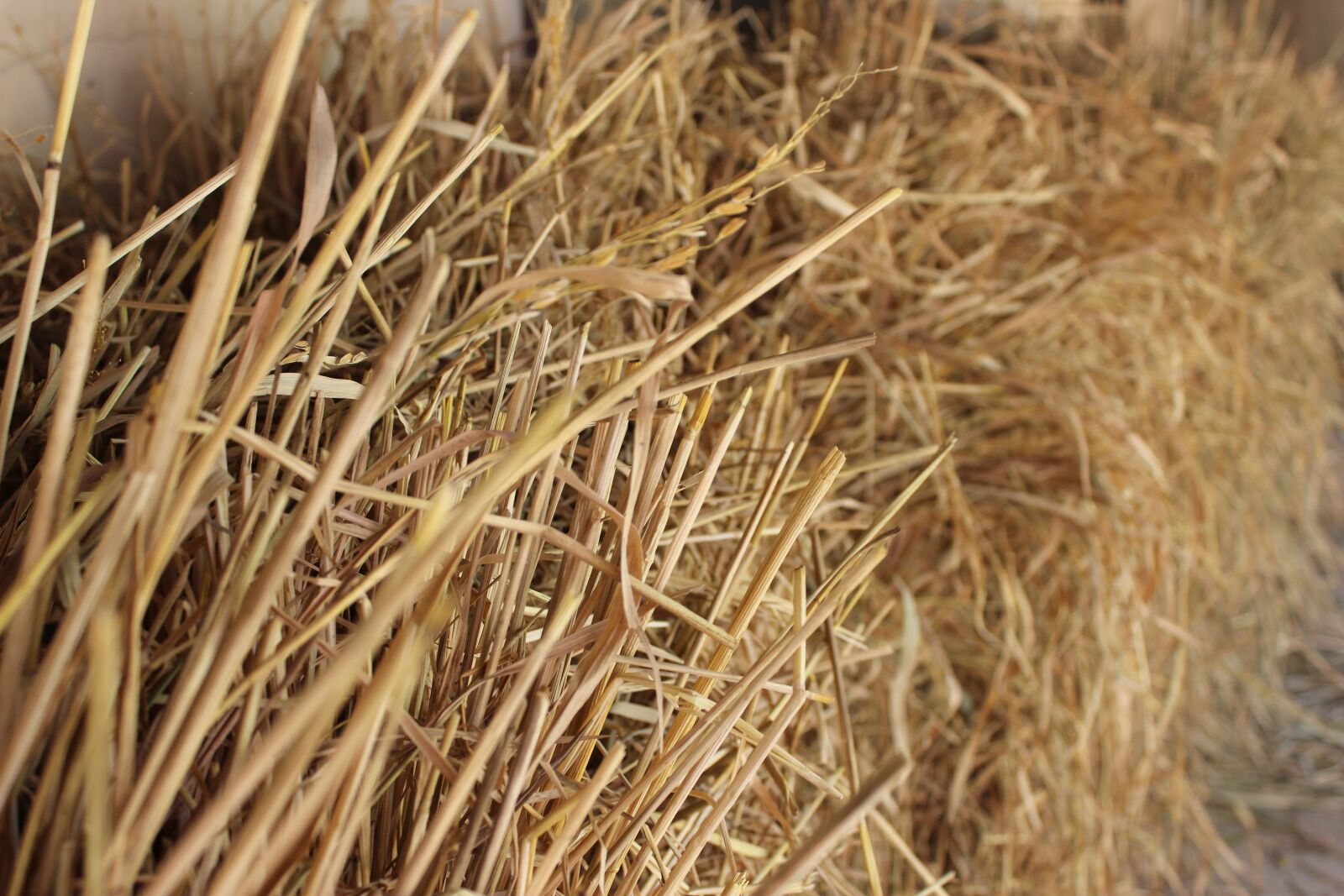 Canon EOS 600D (Rebel EOS T3i / EOS Kiss X5) sample photo. Straw, nature, dry photography