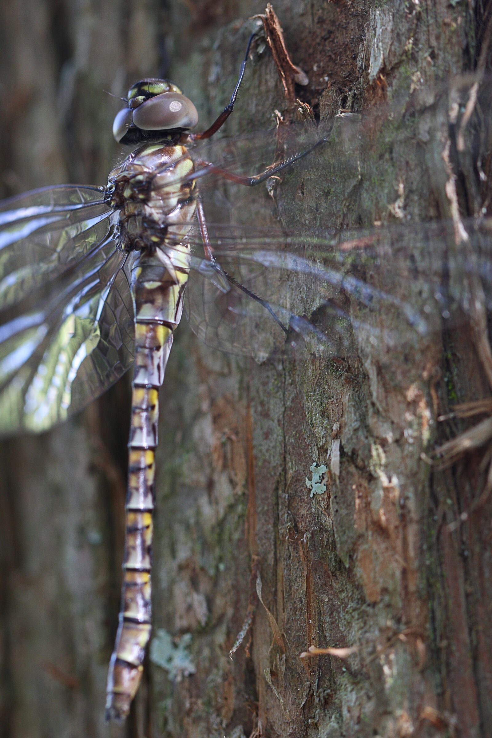 Canon EOS 40D sample photo. Dragonfly, nature, insect photography