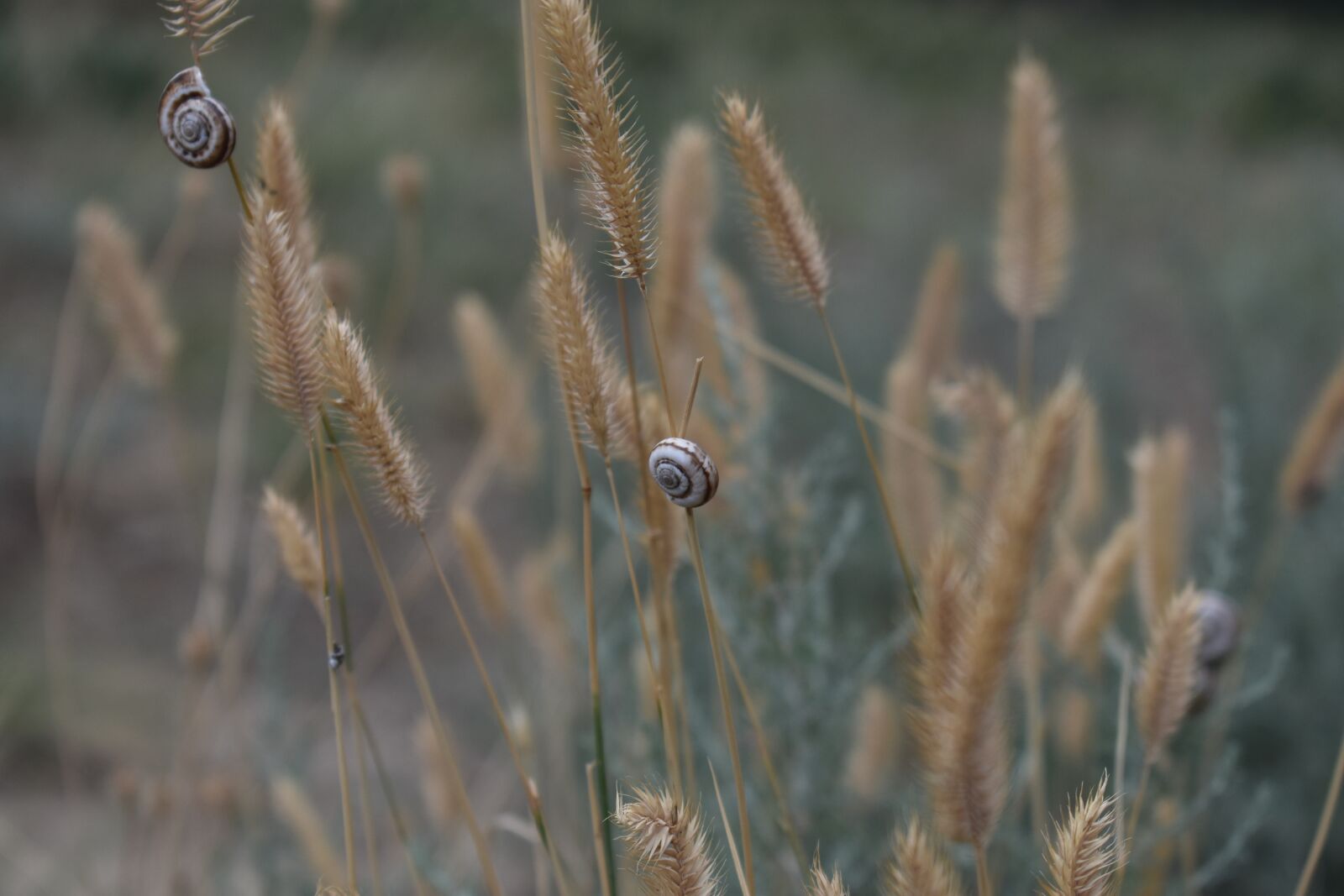 Nikon D3400 sample photo. Grass, dry, snail photography