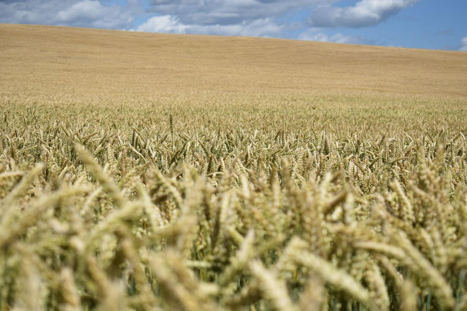 Nikon D3300 sample photo. Field, russian field, harvest photography