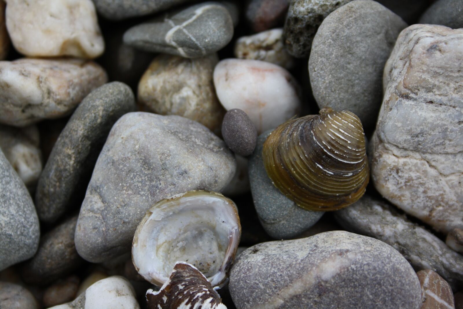 Canon EOS 1000D (EOS Digital Rebel XS / EOS Kiss F) sample photo. Pebbles, river shell, closeup photography