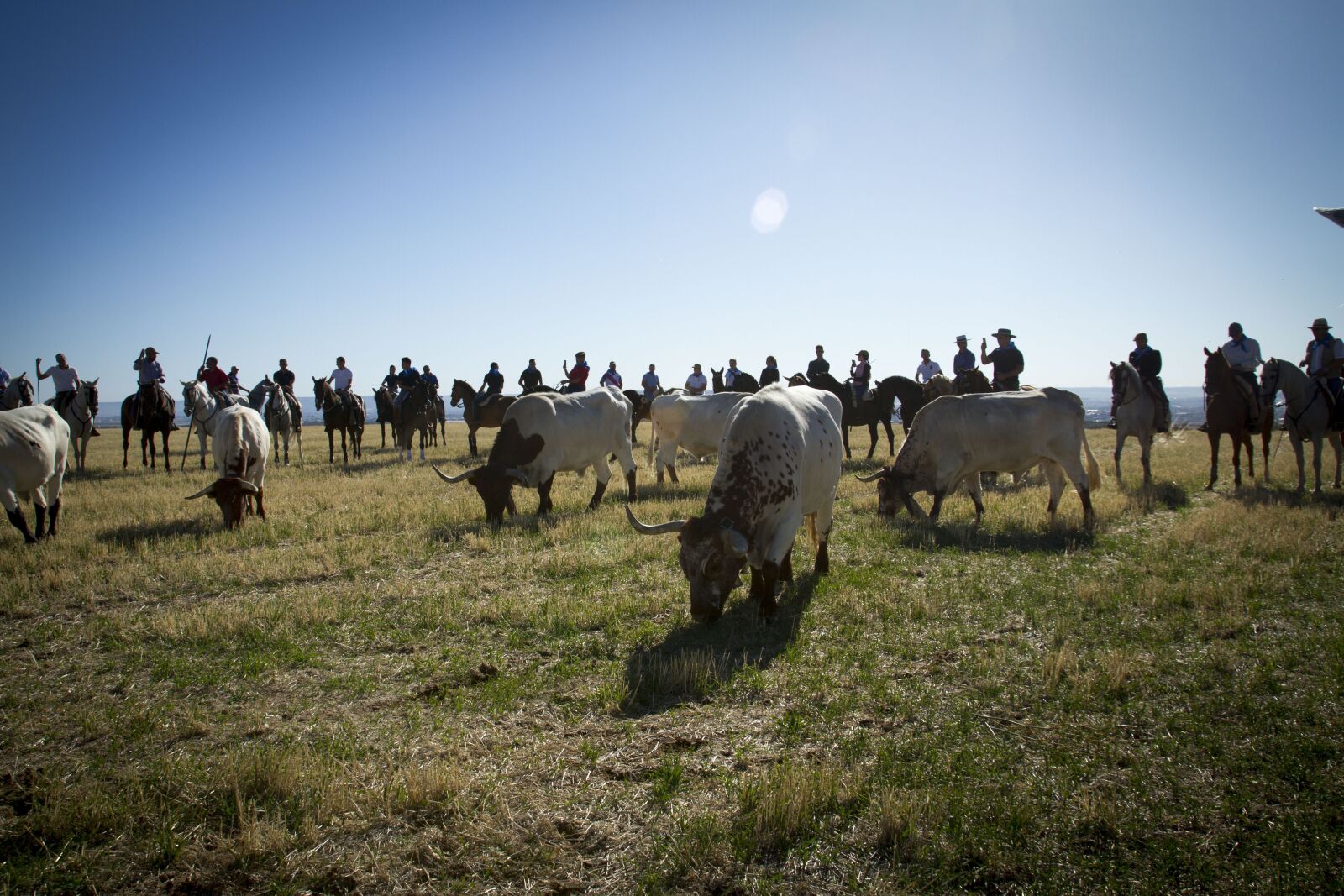 Canon EOS 7D sample photo. Oxen, horses, running of photography