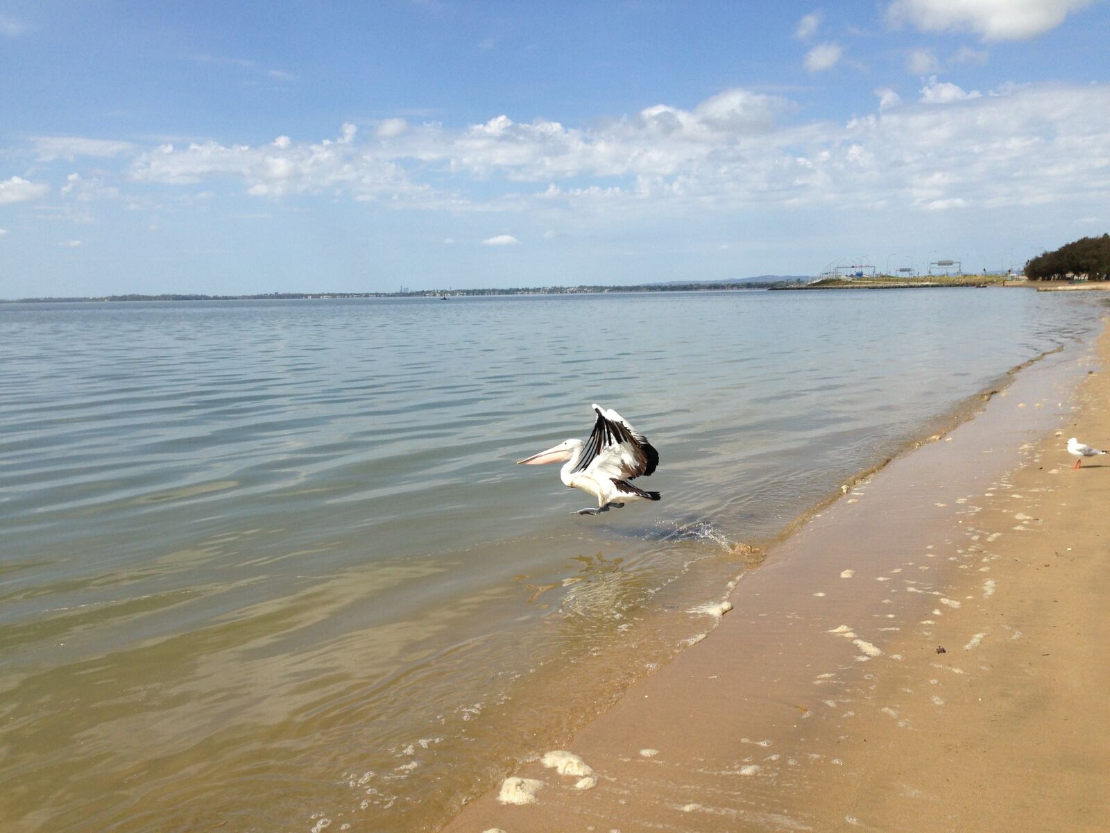 Apple iPhone 5 sample photo. Beach, australia, pelicans photography