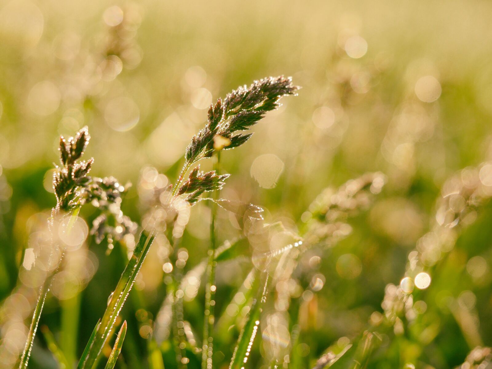 Panasonic Lumix DMC-GX7 sample photo. Countryside, crop, farm photography