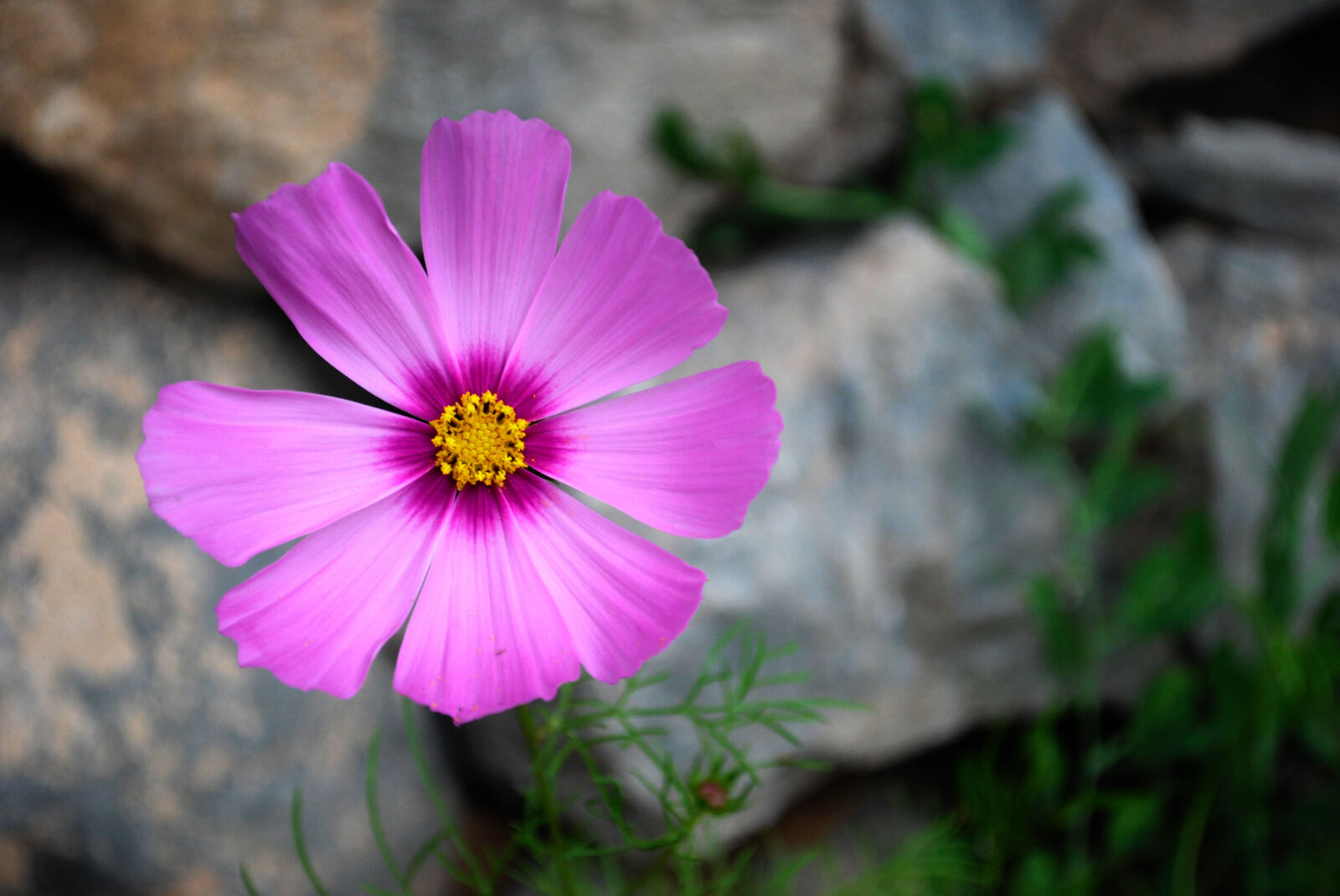 Nikon D3000 sample photo. Beautiful, beautiful, flowers, flower photography