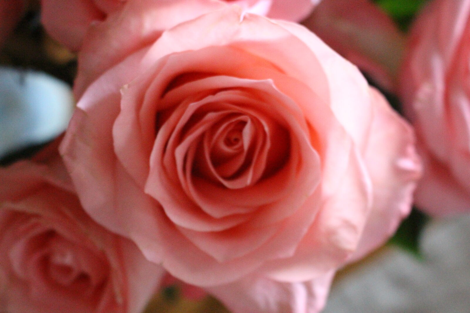 Canon EOS 700D (EOS Rebel T5i / EOS Kiss X7i) sample photo. Flower, macro, plant, rose photography