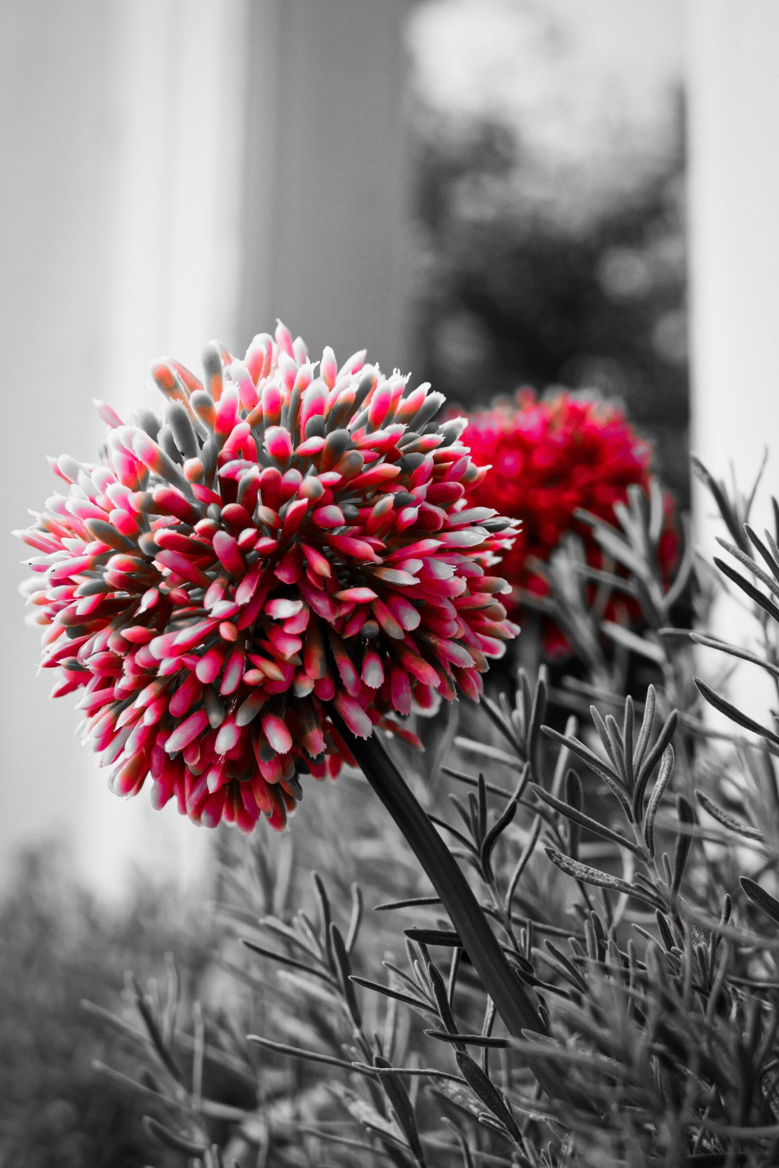 Panasonic Lumix DMC-FZ1000 sample photo. Flower, blossom, bloom photography