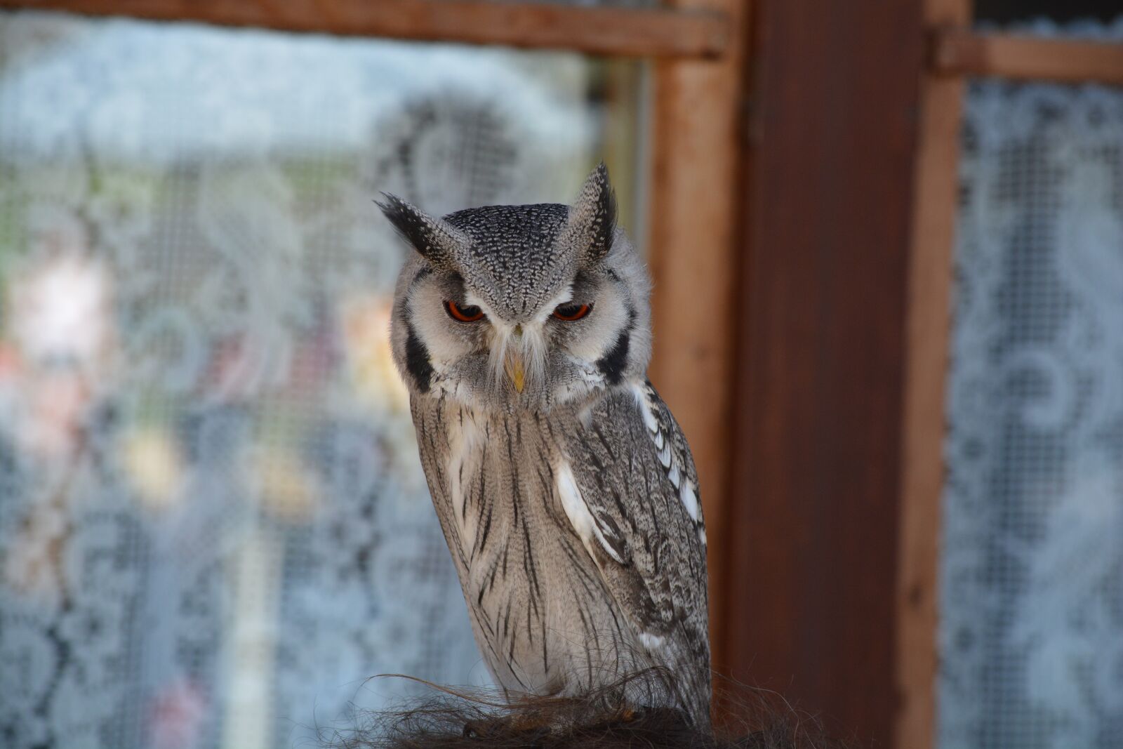 Nikon D7100 sample photo. Owl, bird, falconry photography