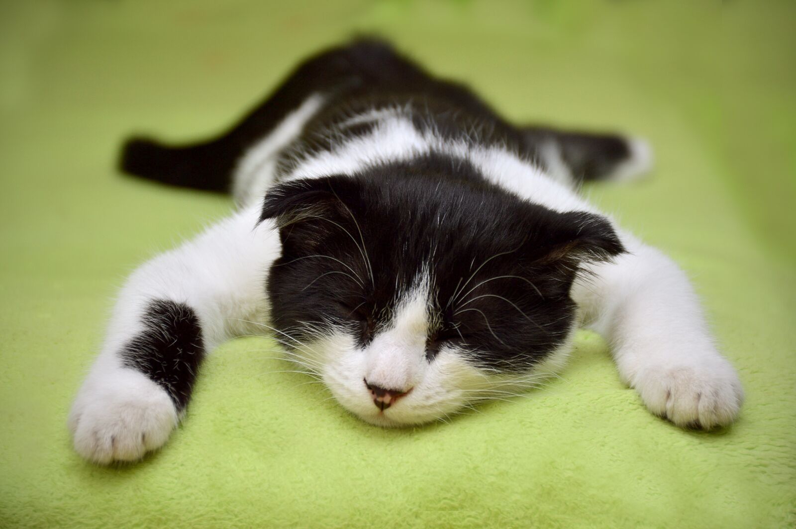 Nikon D3200 sample photo. Cat, dream, cat resting photography