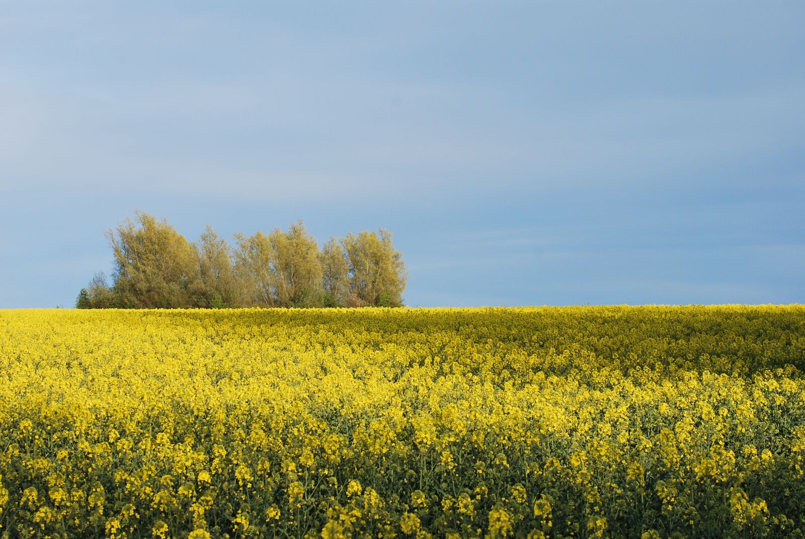 Nikon D60 sample photo. Rapeseed, field, yellow photography