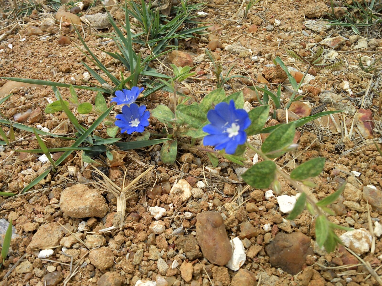 Motorola RAZR i sample photo. Blue flower, flor azul photography