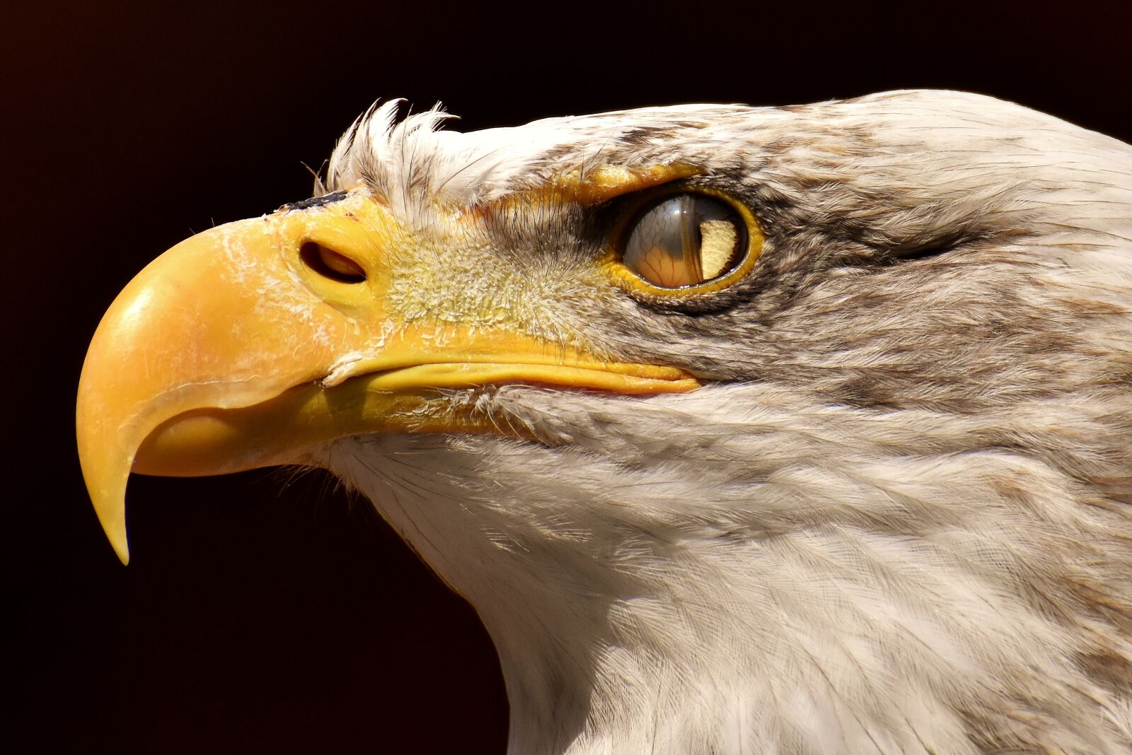 Nikon D7200 sample photo. Adler, bald eagle, blink photography