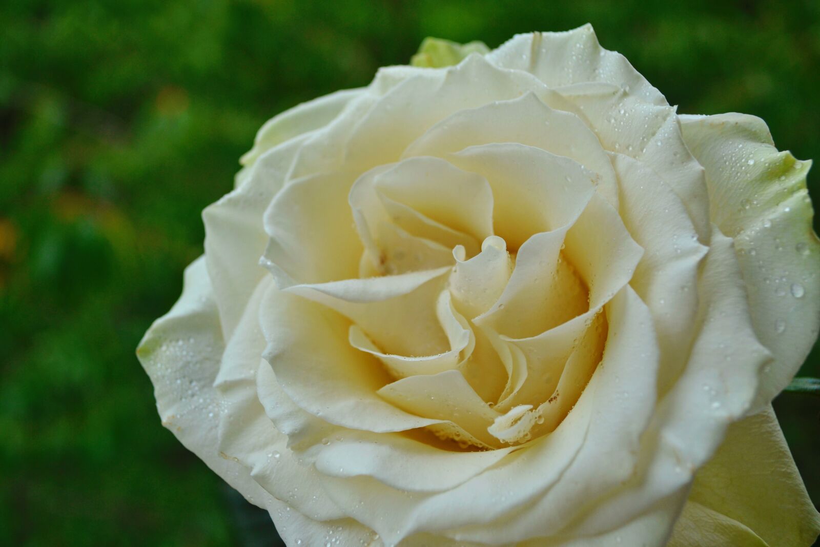 Nikon D3100 sample photo. Rose, white rose, flower photography