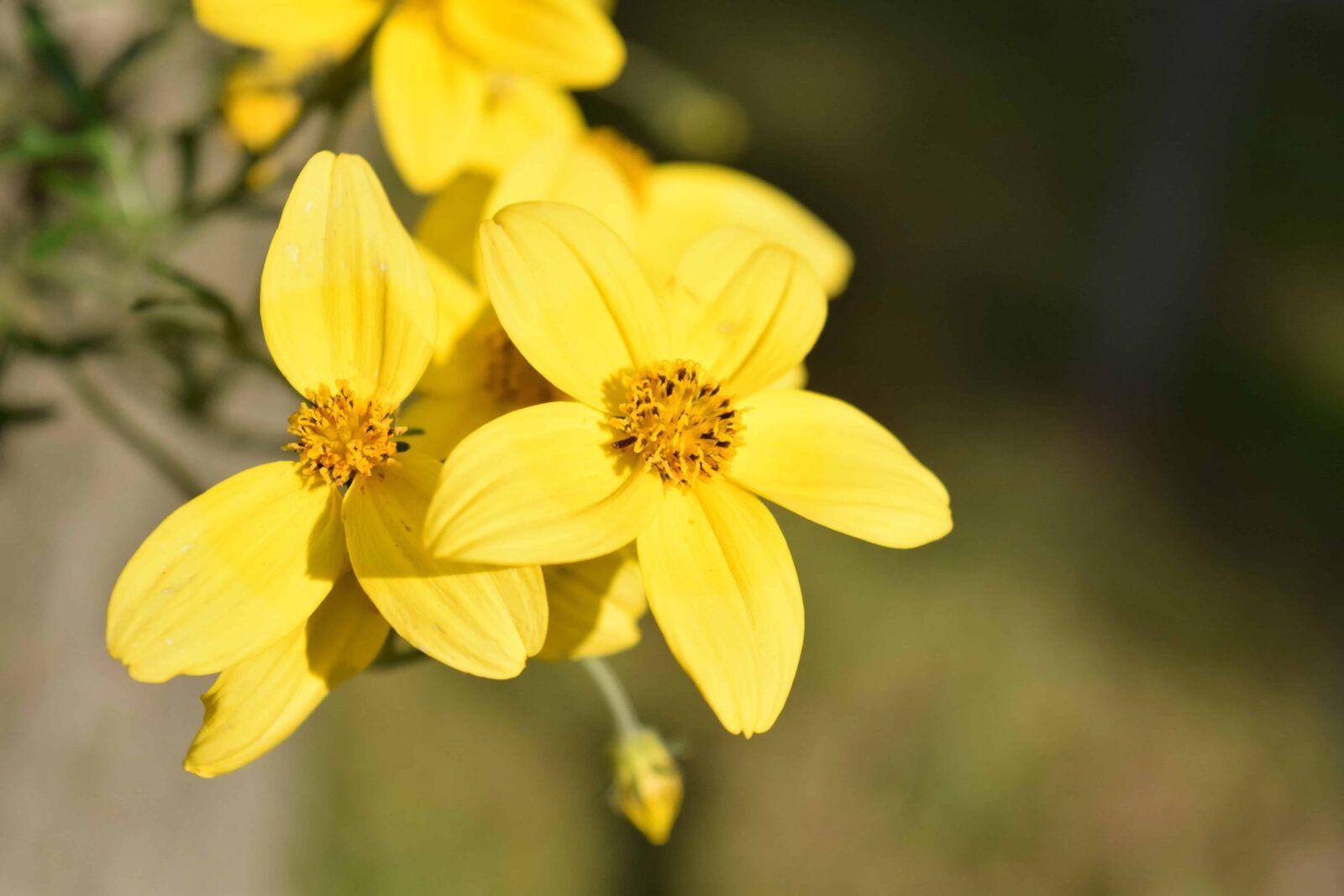 Nikon D3300 sample photo. Summer, flora, flower, leaf photography